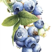 Схема вышивки «ЛЕСНИЕ ЯГОДИ»