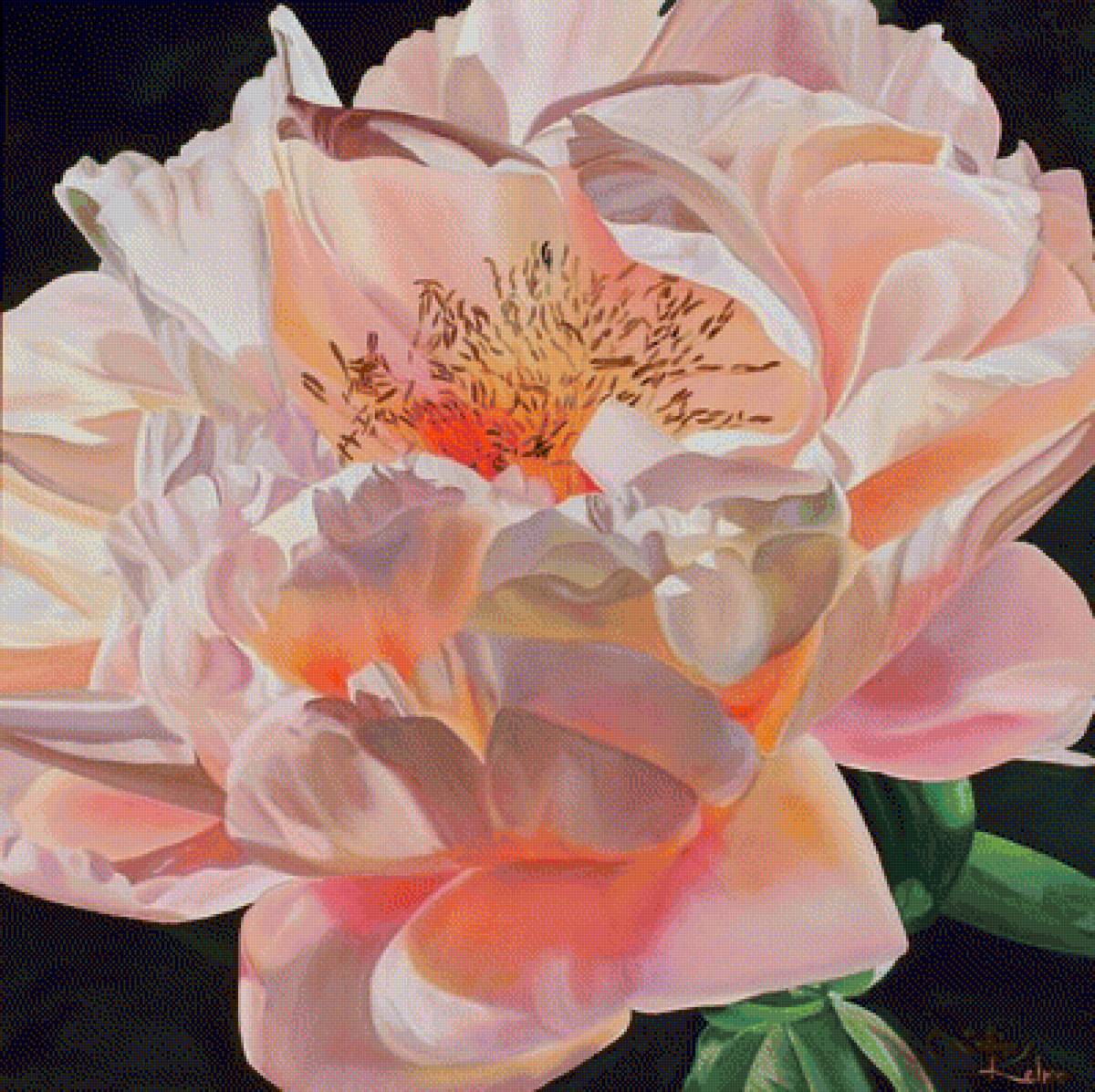 ПИОН - пион - предпросмотр