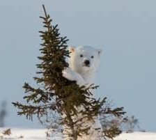 Схема вышивки «Ведмежа»