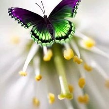 Схема вышивки «бабочка»