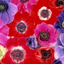 цветы красы