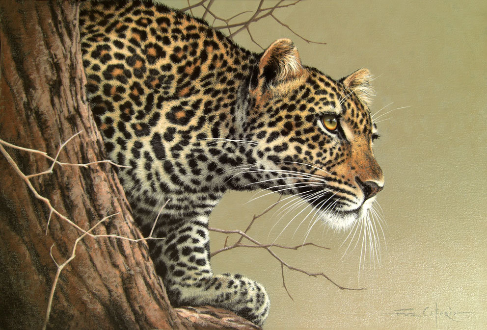 Леопард - звери, животные - оригинал