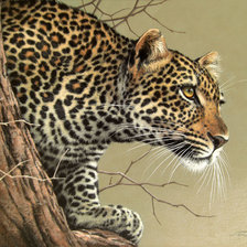 Схема вышивки «Леопард»