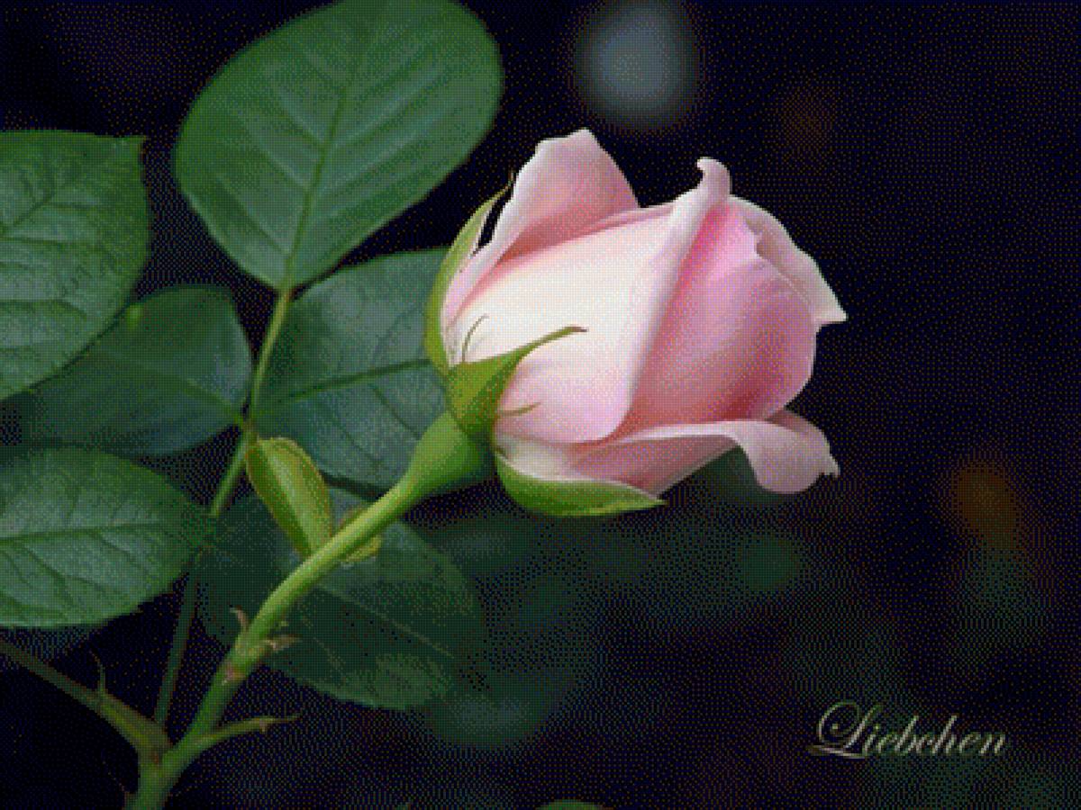 розочка - предпросмотр