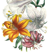 Схема вышивки «Серия "Лилии"»