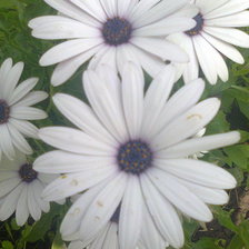 Схема вышивки «Мамины цветы»