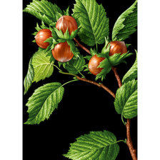 Схема вышивки «Орешки»