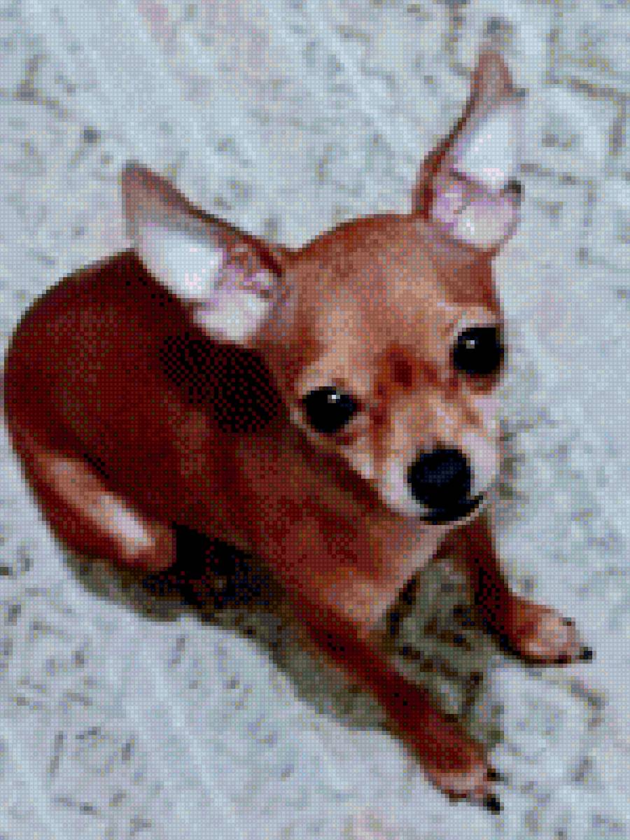 Моя красотка. - верный друг человека, собака, животные. - предпросмотр