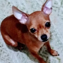 Схема вышивки «Моя красотка.»