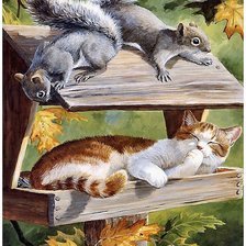 кот и белки