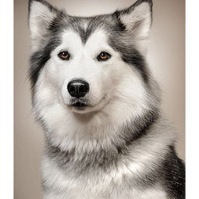 Схема вышивки «Серия "Собаки". Хаска»