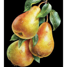 Схема вышивки «Серия "Фруктово-ягодная". Груши»