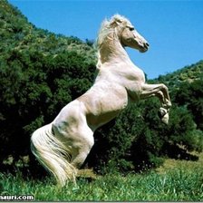 Схема вышивки «лошадь»