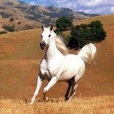 Схема вышивки «лошадь»