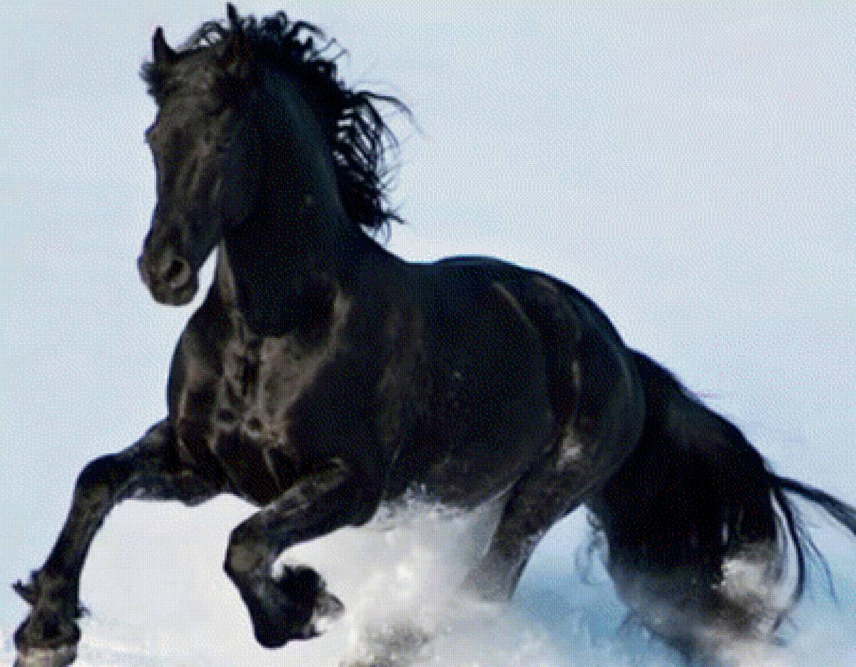 лошадь - лошадь - предпросмотр