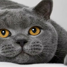 Схема вышивки «кот»