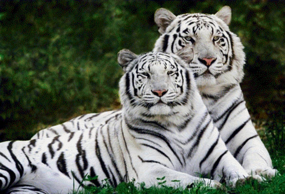 пара - тыгри - предпросмотр