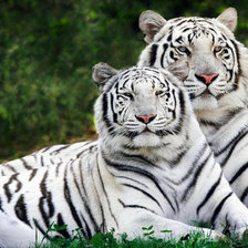 Схема вышивки «пара»