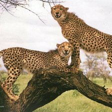 Схема вышивки «тыгри»