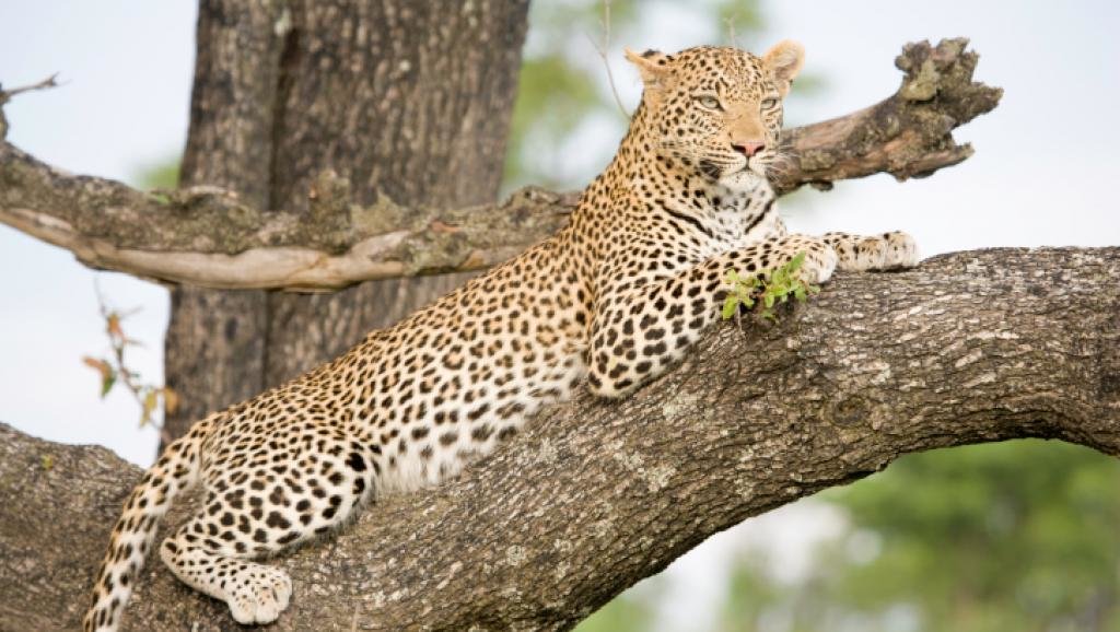 тыгр - тыгр - оригинал