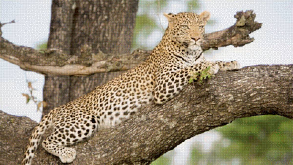 тыгр - тыгр - предпросмотр