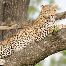 Схема вышивки «тыгр»