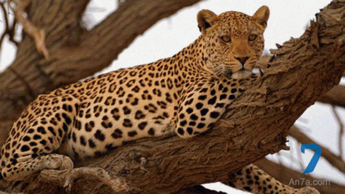 на дереве - тыгр - предпросмотр