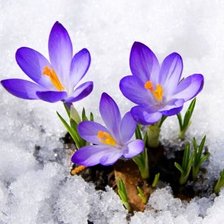 Схема вышивки «Крокусы»