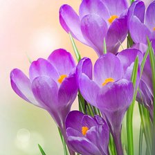 Схема вышивки «Крокусы»