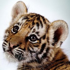 Схема вышивки «тигр»