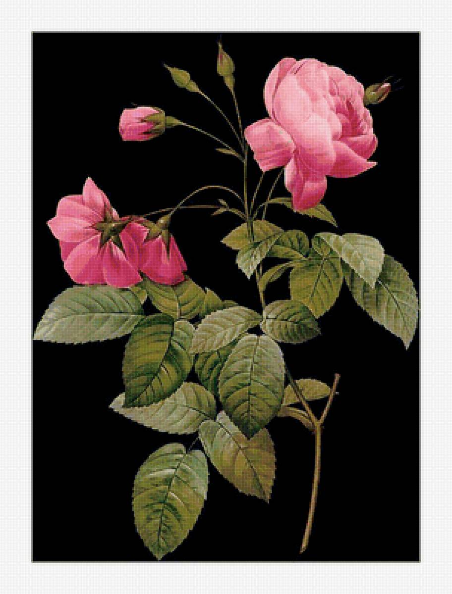 Серия "Розы". - цветы, розы, флора - предпросмотр