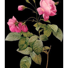 Схема вышивки «Серия "Розы".»