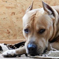 Схема вышивки «Пес»