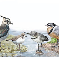 Схема вышивки «птички»