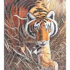 Схема вышивки «Серия "Хищники". Тигр»