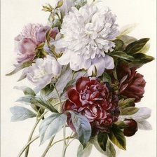 Схема вышивки «пионы»