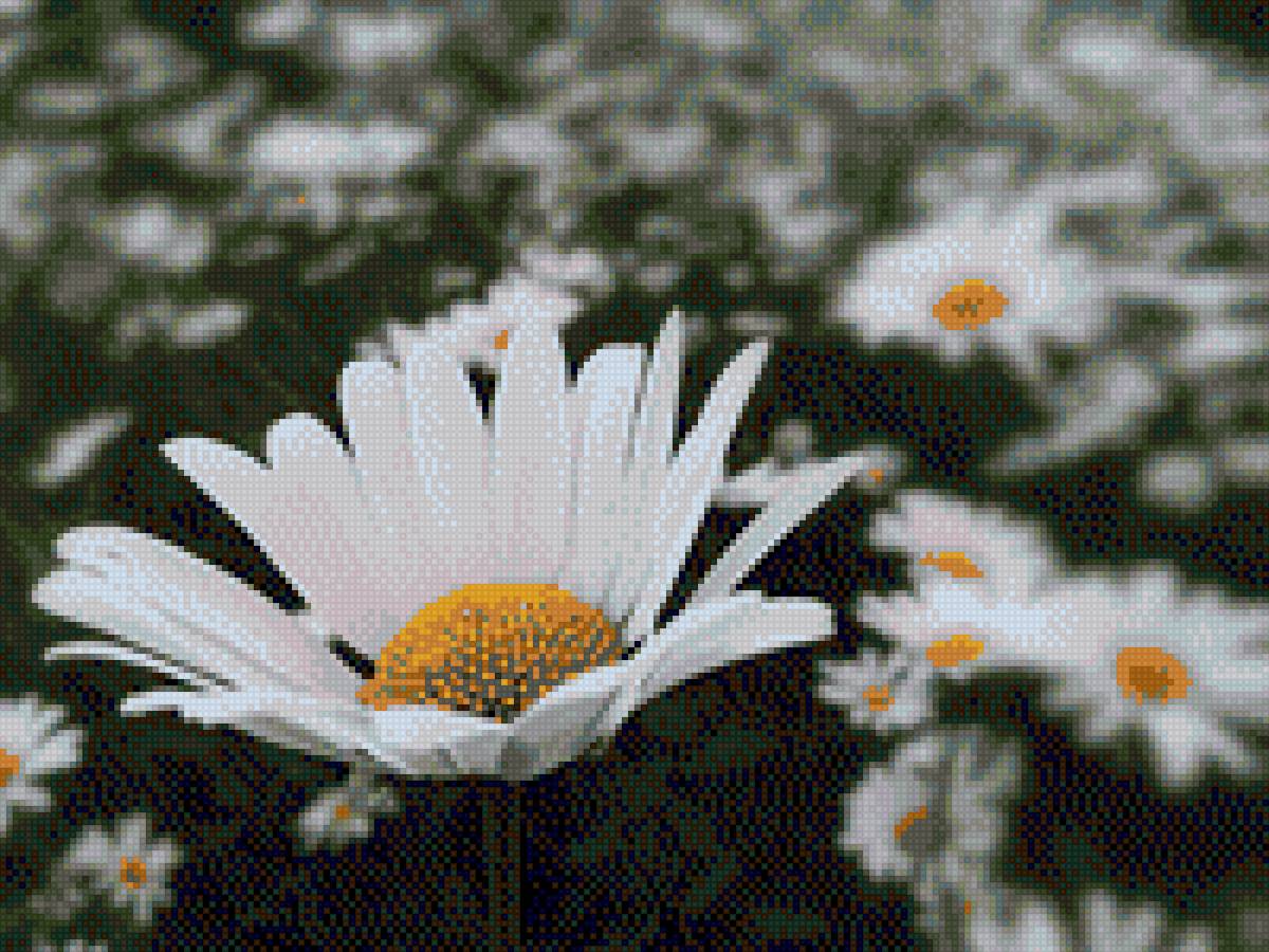 Полевые ромашки - поле, луг, полевые, белые, цветы, ромашки - предпросмотр