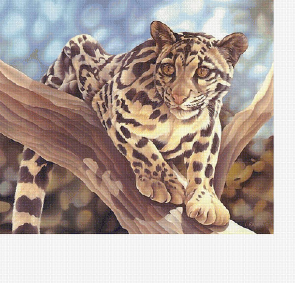 Леопард - животные, звери - предпросмотр