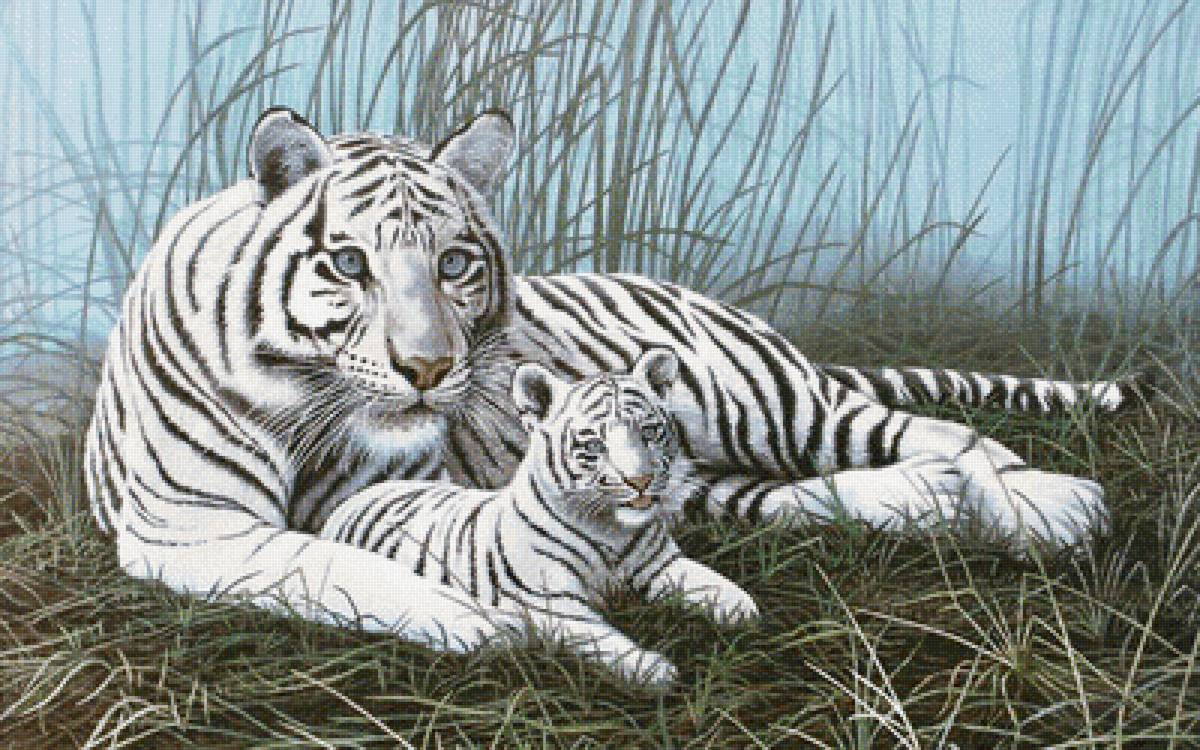 Белые тигры - звери, животные - предпросмотр