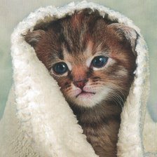 Схема вышивки «Котенок 1»