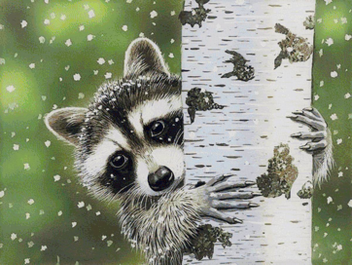 Енот - животные, енот - предпросмотр