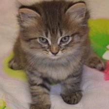 Схема вышивки «Пушистик»