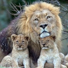 Схема вышивки «Львы»