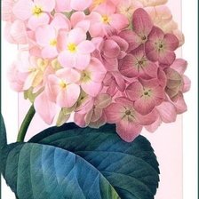 Схема вышивки «Гортензия»