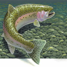 Схема вышивки «Рыба»