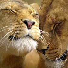 Схема вышивки «ЛЬВЫ»