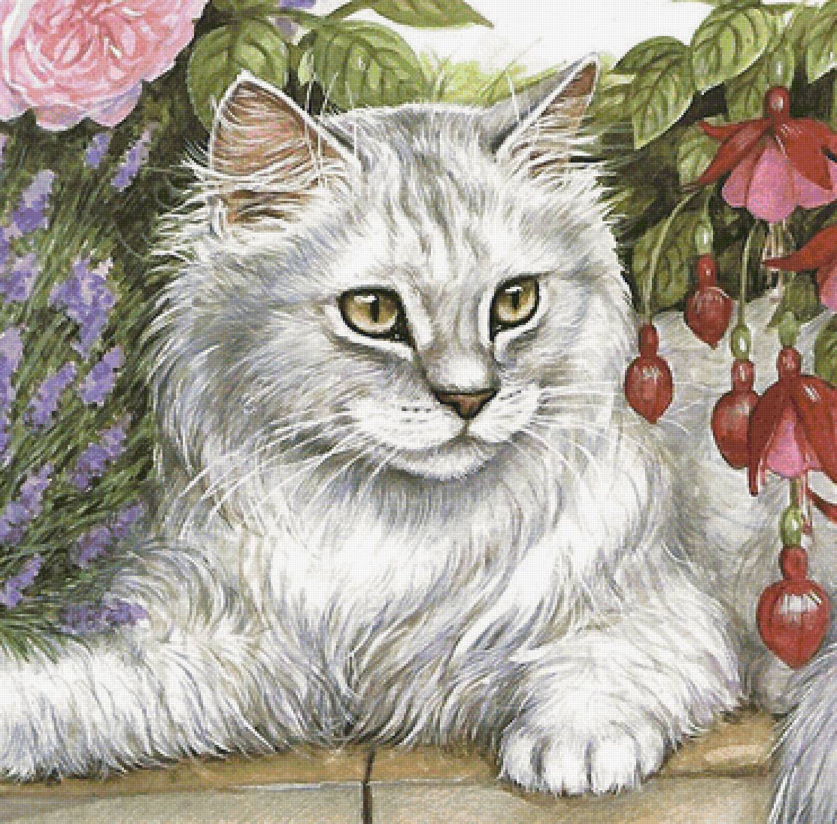 кот - кот - предпросмотр