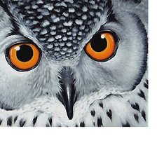 Схема вышивки «сова»