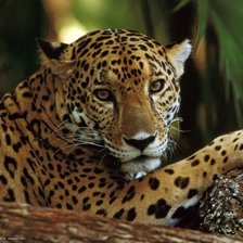 Схема вышивки «леопард»