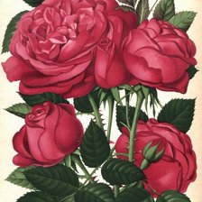 Схема вышивки «розы»